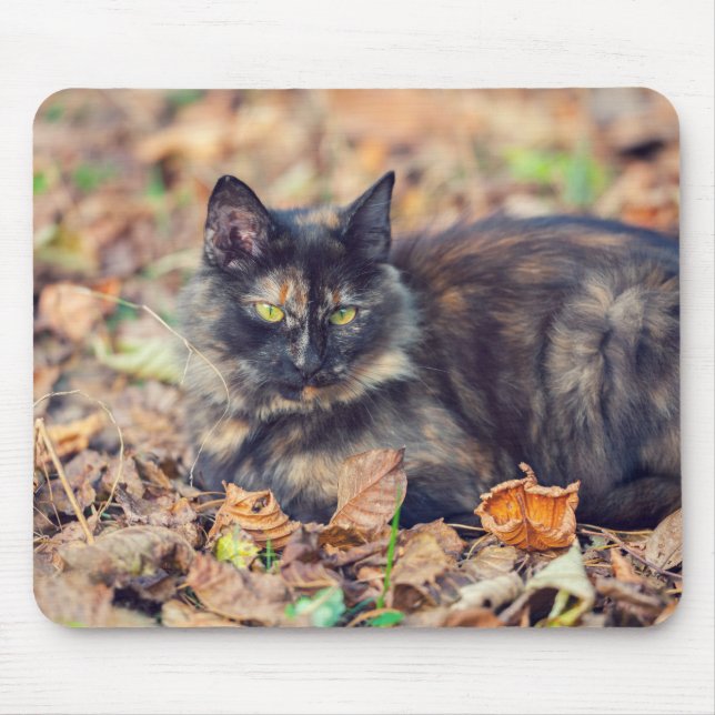 Fluffy Tortoiseshell Kitty in Autumn Mouse Pad (Front)