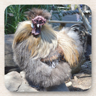 Fluffy Ugly Chicken, Coasters