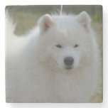 Fluffy White American Eskimo Dog Stone Coaster