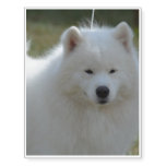 Fluffy White American Eskimo Dog Temporary Tattoos