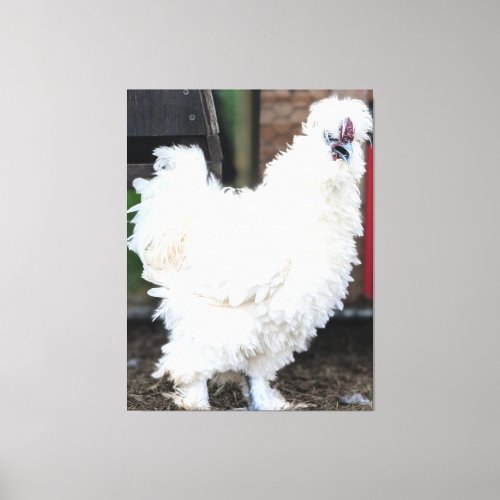Fluffy White Chicken Outdoors Canvas Print
