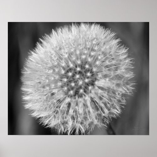 Fluffy White Dandelion Black White Print