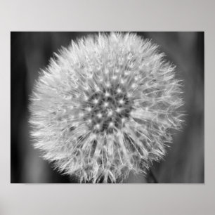 Fluffy White Dandelion Flower In Black And White Poster