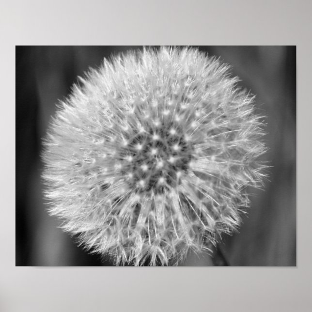 Fluffy White Dandelion Flower In Black And White Poster (Front)