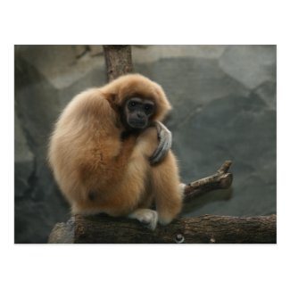 Fluffy white-handed lar gibbon postcard