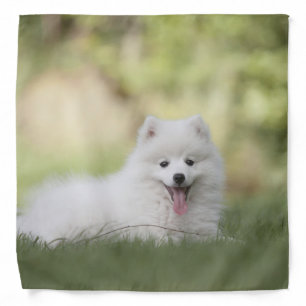 Fluffy White Keeshond Puppy Bandana