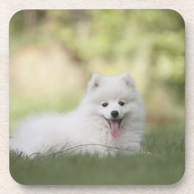 Fluffy White Keeshond Puppy Beverage Coaster (Front)