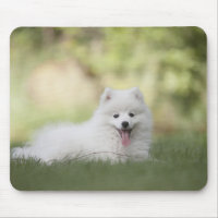 Fluffy White Keeshond Puppy