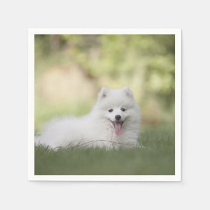 Fluffy White Keeshond Puppy Napkins