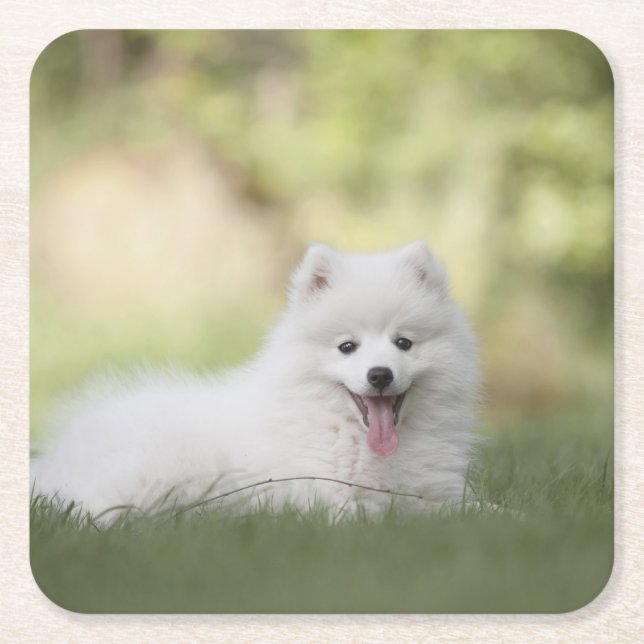 Fluffy White Keeshond Puppy Square Paper Coaster (Front)
