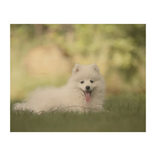 Fluffy White Keeshond Puppy Wood Wall Art