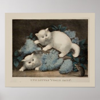 Fluffy White Kittens Poster by Vintage_Obsession at Zazzle