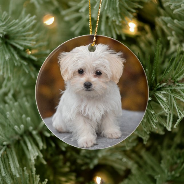 Fluffy White Maltese Puppy Dog Ceramic Ornament Zazzle