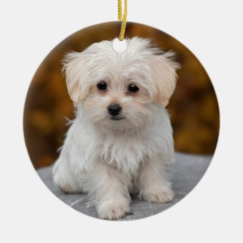 Fluffy White Maltese Puppy Dog Ceramic Ornament