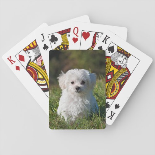 Fluffy White Maltese Puppy Dog Poker Cards