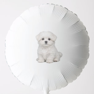 Fluffy White Maltese Puppy Portrait Cute Dog Lover Balloon