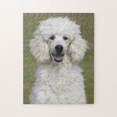 Fluffy White Poodle Puppy Dog Jigsaw Puzzle