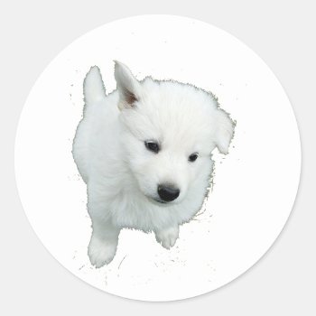 Fluffy White Puppy Photograph Classic Round Sticker by CorgisandThings at Zazzle