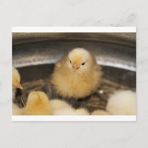 Fluffy Yellow Baby Chick Postcard