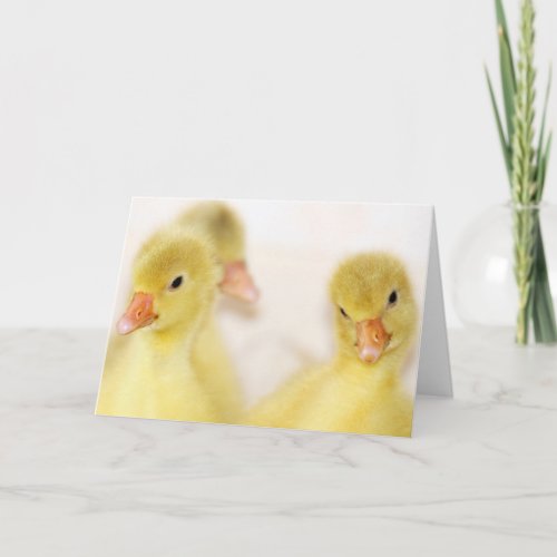 Fluffy Yellow Ducklings Holiday Card