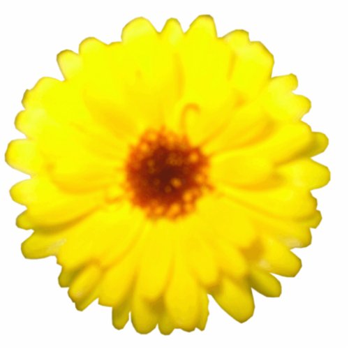 Fluorescent Yellow Marigold Photo Sculpture