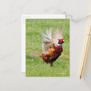 Flustered Ring-Necked Pheasant in Grass Postcard