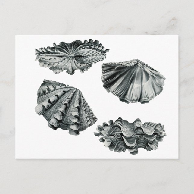 Fluted Giant Clam Postcard (Front)