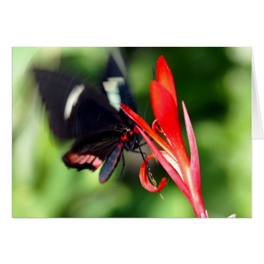 Flutterby Butterfly Cards (Front Horizontal)