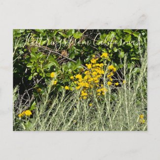 Flutterings from California: Golden Yarrow Postcard