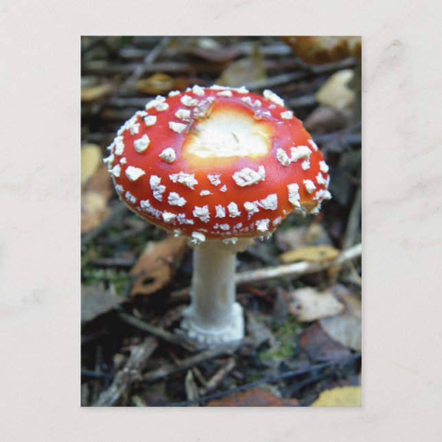 Fly Agaric {Amanita muscaria} Postcard (Front)