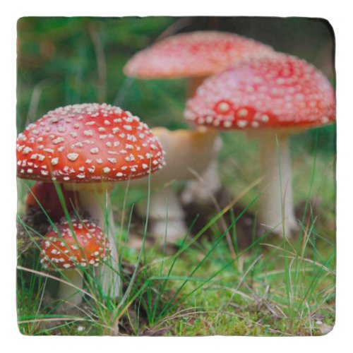 Fly_Agaric In A Forest Closeup Photo Trivet