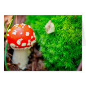 Fly agaric mushroom (Front Horizontal)