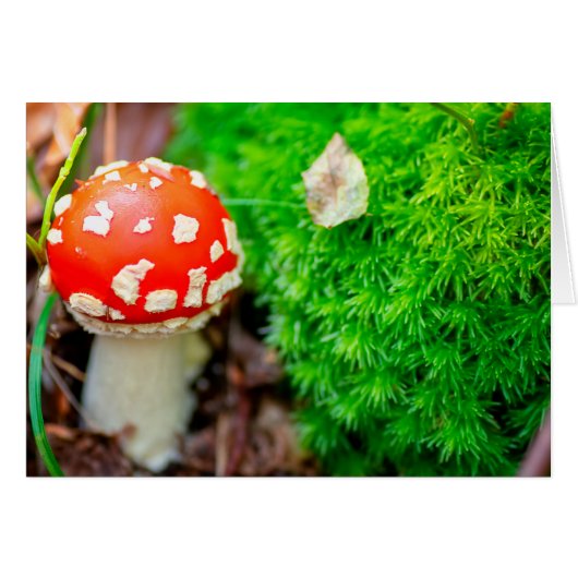 Fly agaric mushroom cards (Front Horizontal)