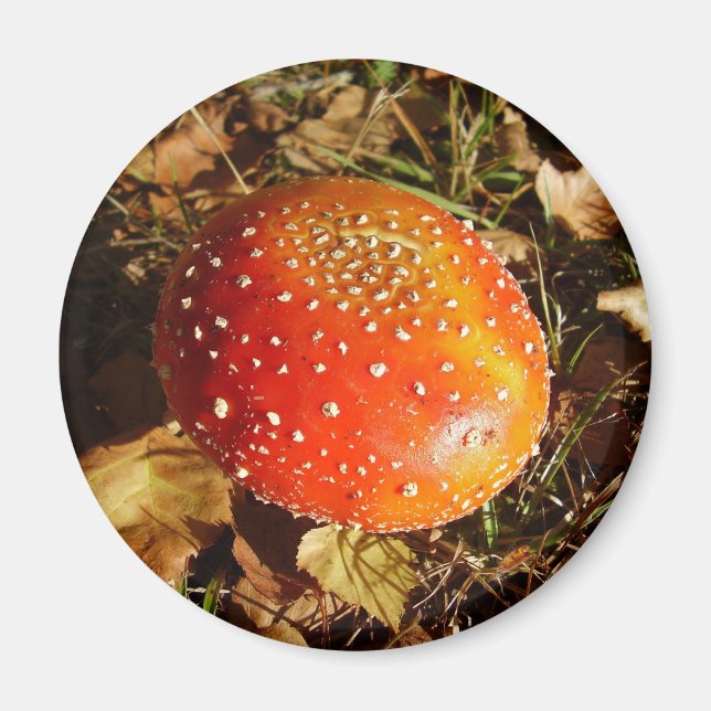Fly Agaric Mushroom Magnet (Front)