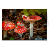 Fly agaric mushrooms (Front Horizontal)