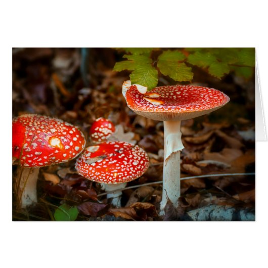 Fly agaric mushrooms cards (Front Horizontal)