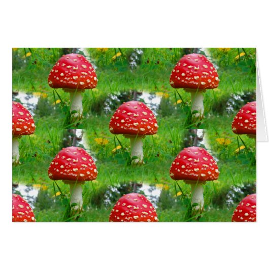 Fly Agaric Mushrooms Cards (Front Horizontal)
