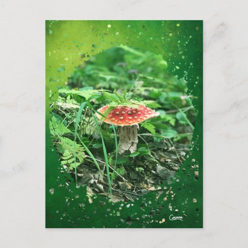 Fly Agaric _ Postcard