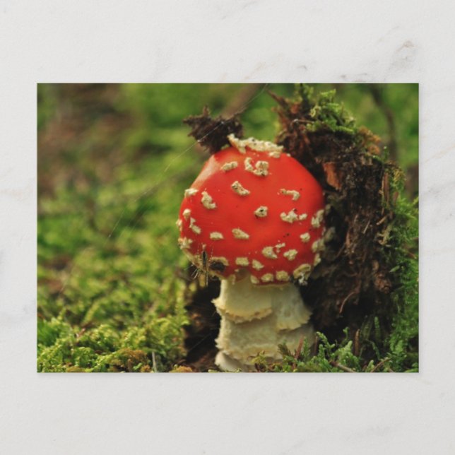 Fly Agaric Postcard (Front)