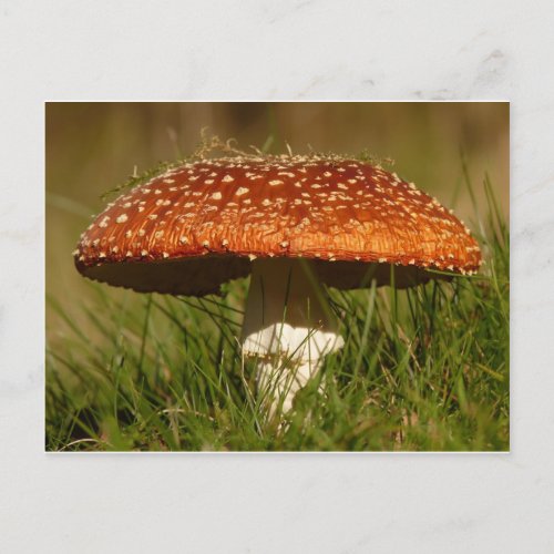 Fly Argaric Mushroom Postcard