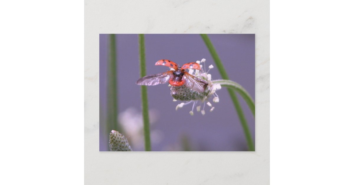 Fly Postcard Fly away home postcard | Zazzle