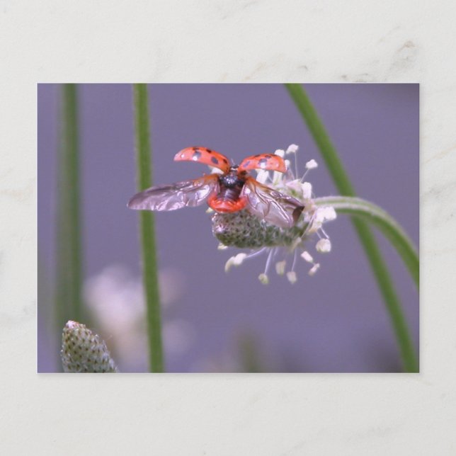 Fly away home postcard (Front)