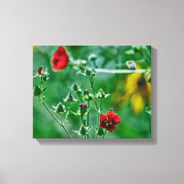 Fly-By in the Garden Canvas Print (Front)