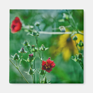 Fly-By in the Garden Magnet