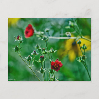 Fly-By in the Garden Postcard