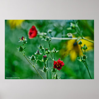 Fly-By in the Garden Poster