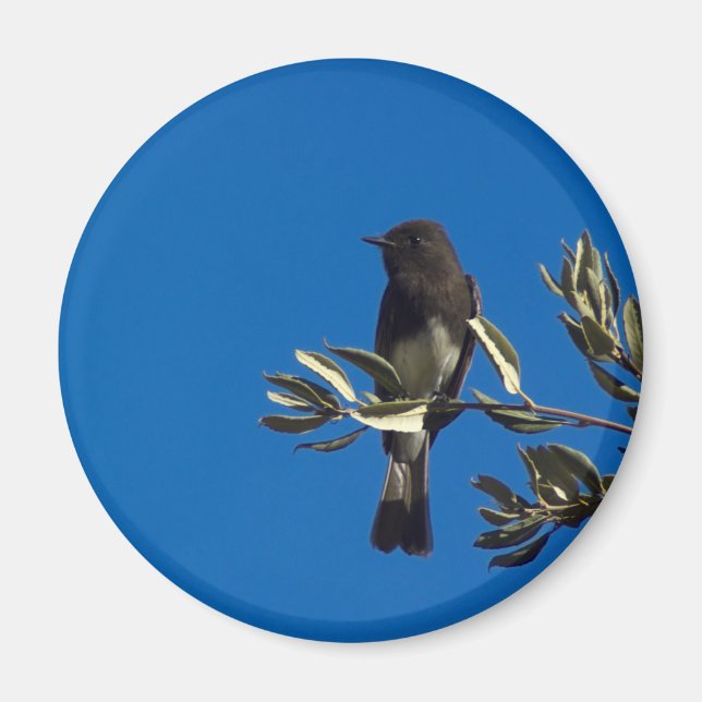 Fly Catcher Magnet (Front)