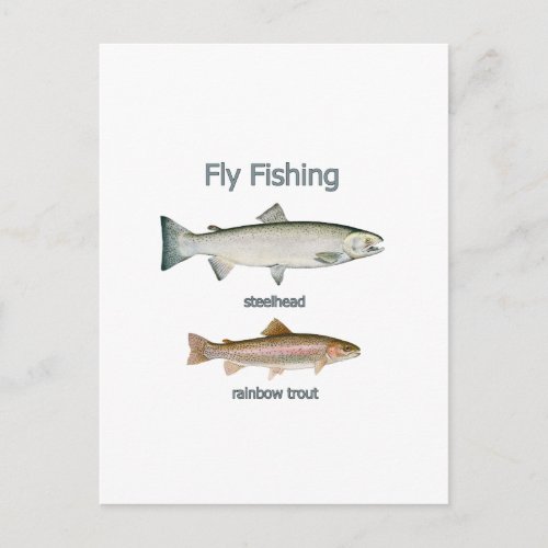 Fly Fishing Rainbow Trout _ Steelhead Postcard