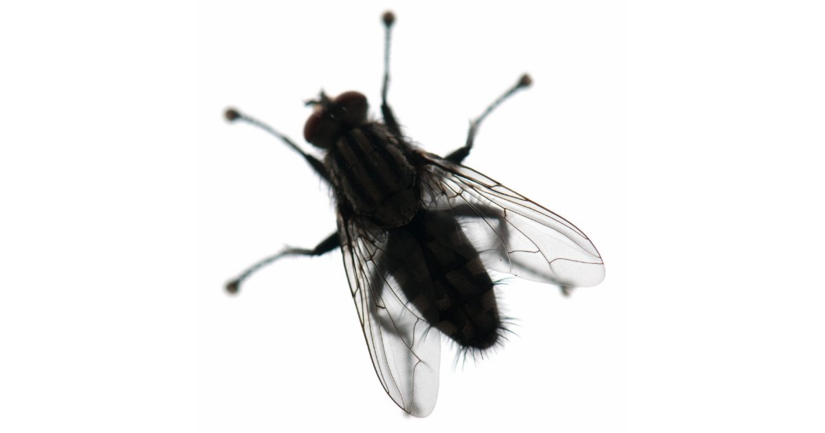 Fly insect cutout | Zazzle