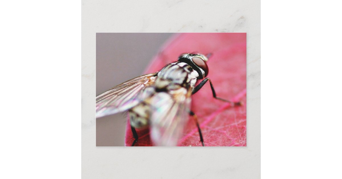 Fly Postcard Fly Insect Postcard | Zazzle